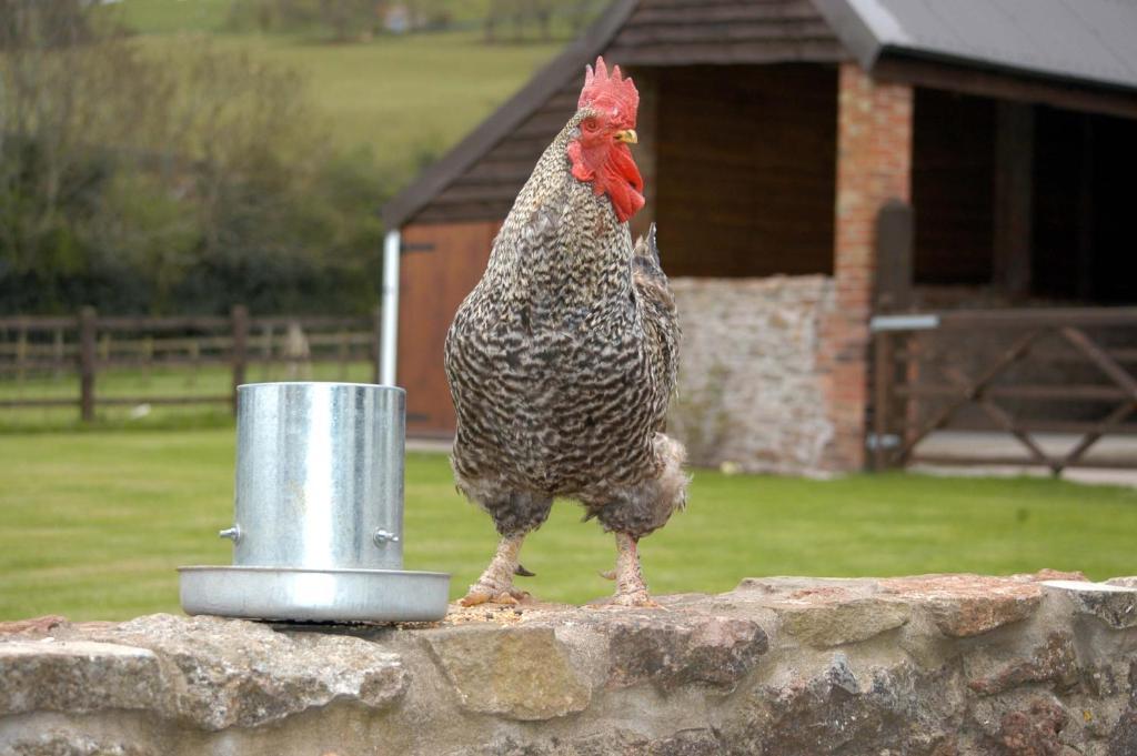 Bed and Breakfast School Farm Blagdon Екстер'єр фото